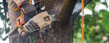 Lawn Maintenance Plans in Tyler, MN