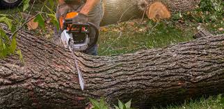 Lawn Renovation and Restoration in Tyler, MN