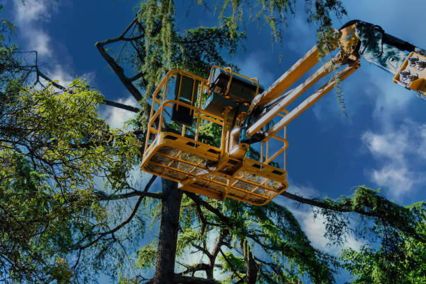 Best Tree and Shrub Care  in Tyler, MN