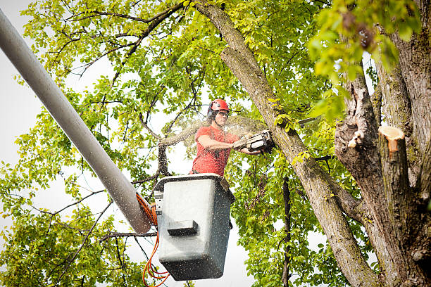 Best Hedge Trimming  in Tyler, MN